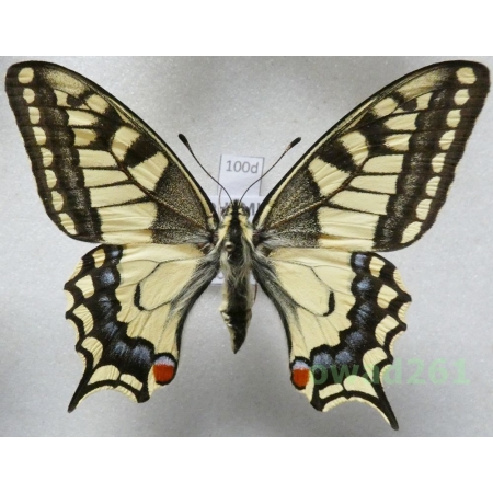 Papilio machaon Linnaeus, 1758 Czech 60mm100d